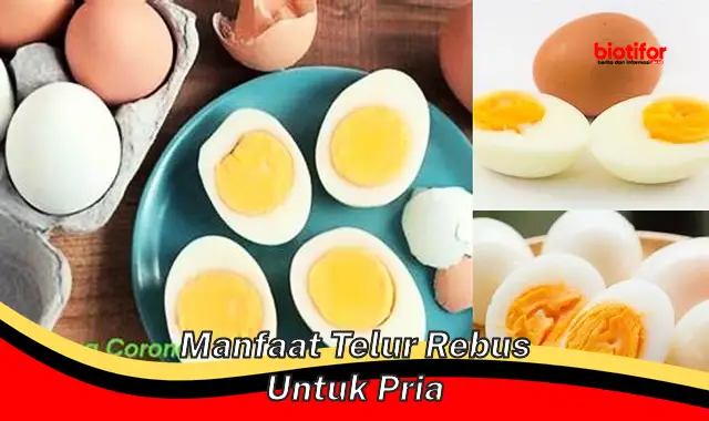 manfaat telur rebus untuk pria