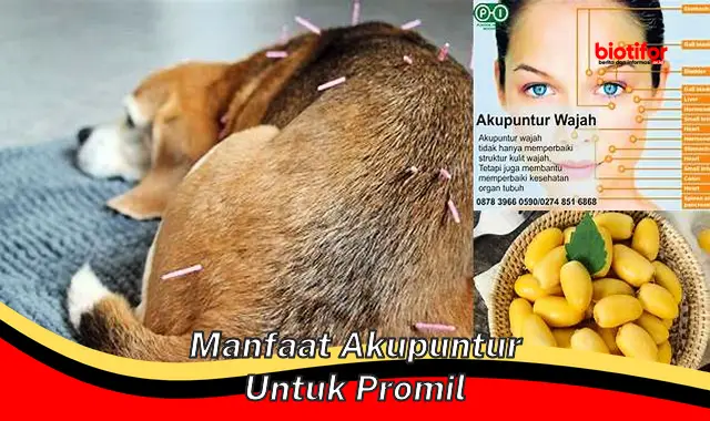 Temukan Manfaat Akupuntur untuk Promil yang Jarang Diketahui