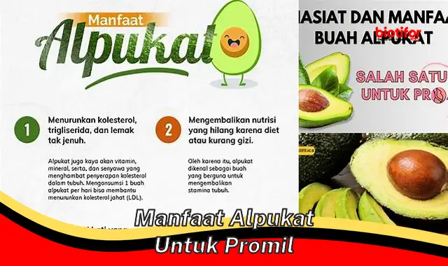 manfaat alpukat untuk promil