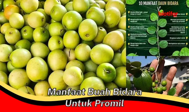 manfaat buah bidara untuk promil