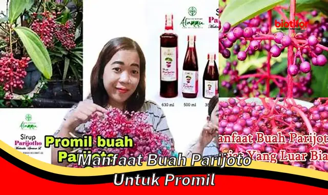 manfaat buah parijoto untuk promil