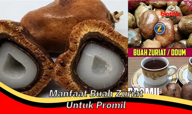 manfaat buah zuriat untuk promil