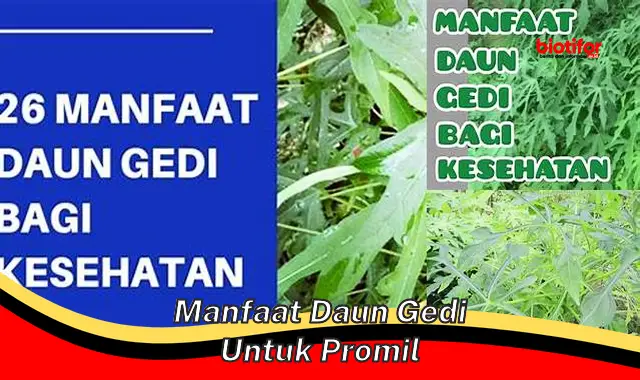 manfaat daun gedi untuk promil