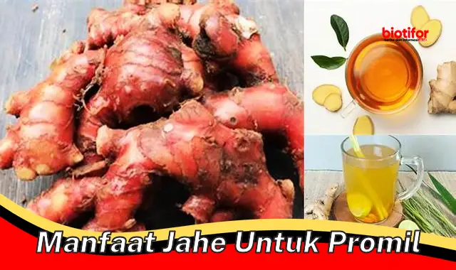 manfaat jahe untuk promil