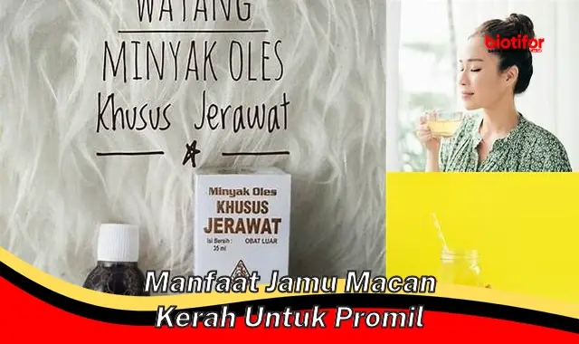 manfaat jamu macan kerah untuk promil