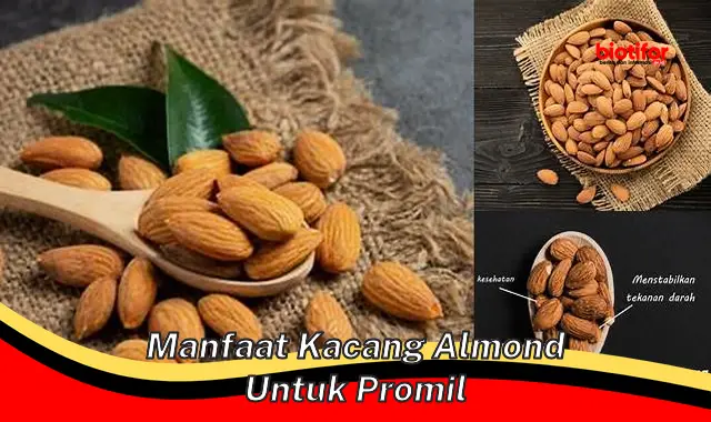 manfaat kacang almond untuk promil