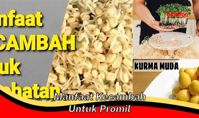 Temukan Manfaat Kecambah untuk Promil yang Jarang Diketahui