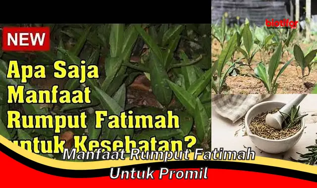 manfaat rumput fatimah untuk promil