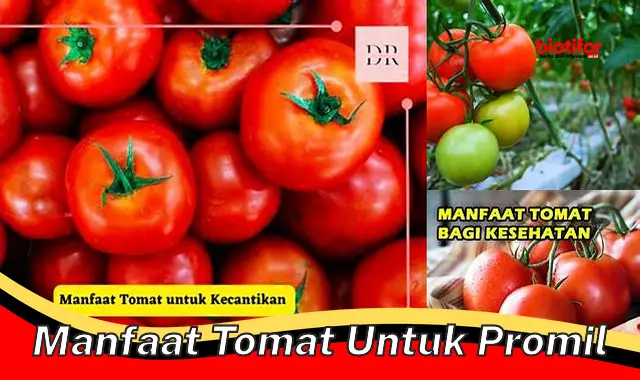 manfaat tomat untuk promil