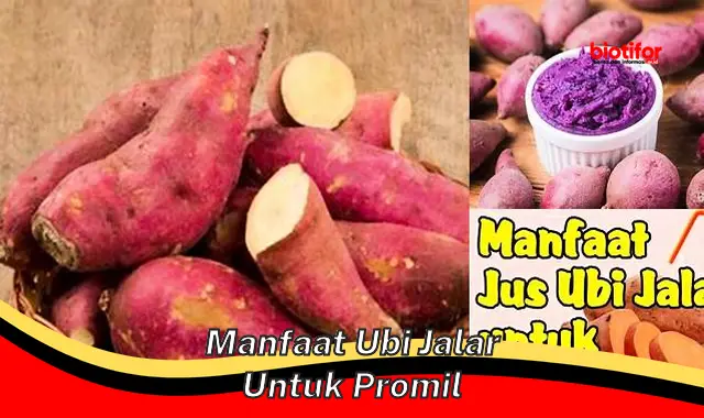 Temukan 5 Manfaat Ubi Jalar untuk Promil yang Jarang Diketahui