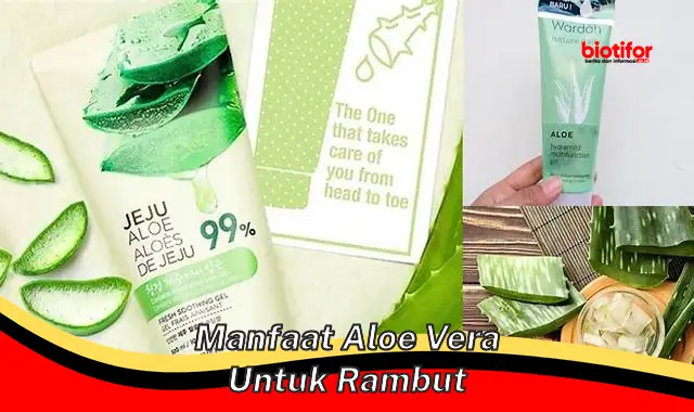 manfaat aloe vera untuk rambut