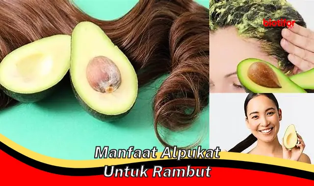 manfaat alpukat untuk rambut