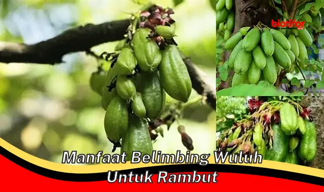 Temukan 5 Manfaat Belimbing Wuluh untuk Rambut yang Perlu Anda Ketahui