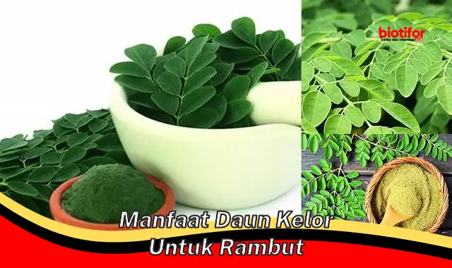 manfaat daun kelor untuk rambut