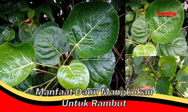 manfaat daun mangkokan untuk rambut