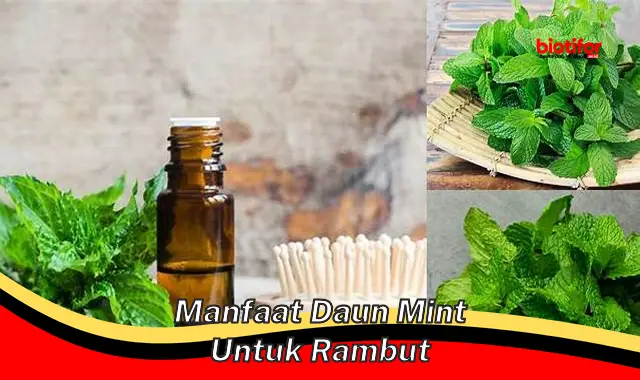 manfaat daun mint untuk rambut