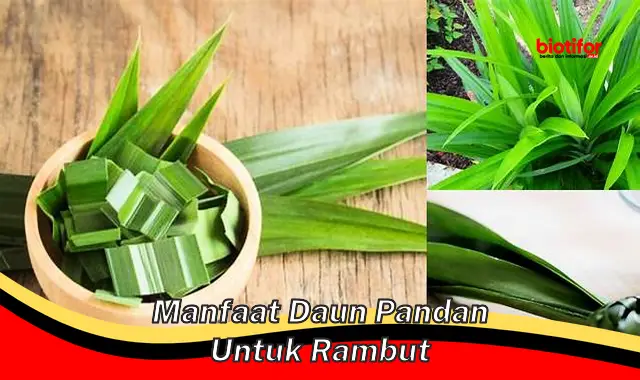 manfaat daun pandan untuk rambut