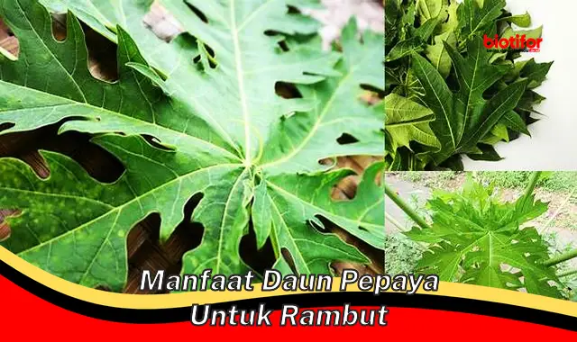 manfaat daun pepaya untuk rambut