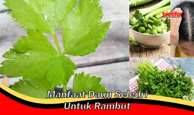 manfaat daun seledri untuk rambut