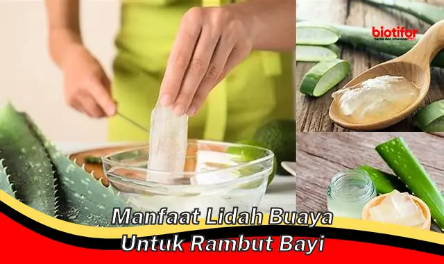 manfaat lidah buaya untuk rambut bayi