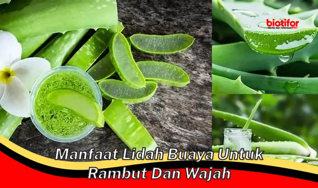 Temukan Segudang Manfaat Lidah Buaya untuk Rambut dan Wajah yang Jarang Diketahui