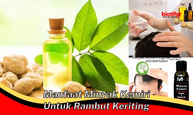 manfaat minyak kemiri untuk rambut keriting