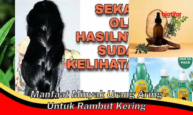 manfaat minyak urang aring untuk rambut kering