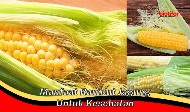 manfaat rambut jagung untuk kesehatan