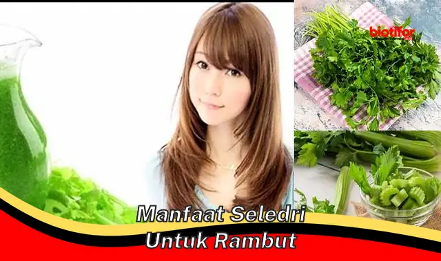 Temukan Manfaat Seledri untuk Rambut yang Jarang Diketahui