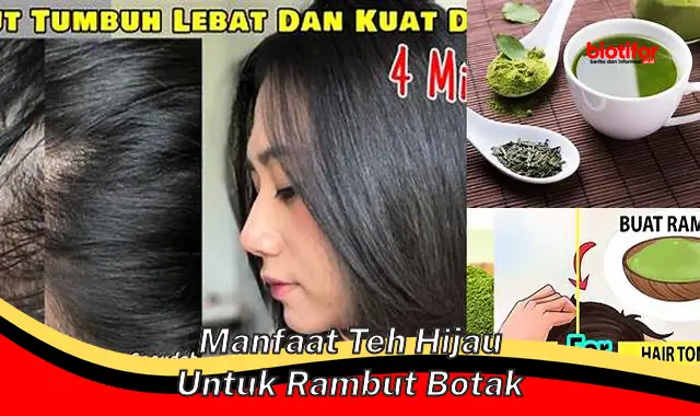 manfaat teh hijau untuk rambut botak