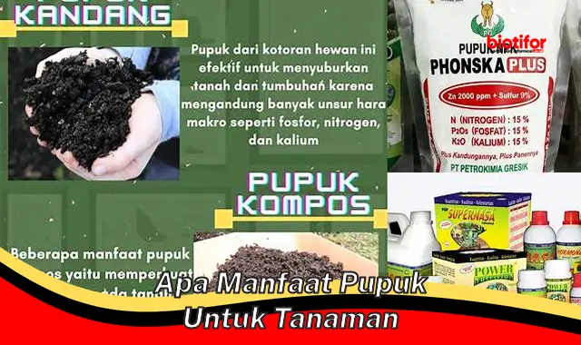 apa manfaat pupuk untuk tanaman