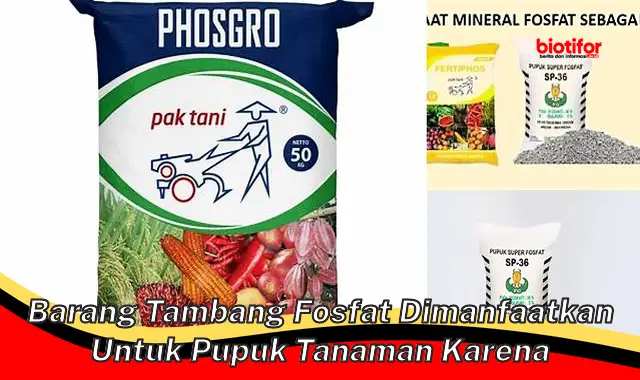 barang tambang fosfat dimanfaatkan untuk pupuk tanaman karena