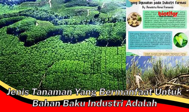 jenis tanaman yang bermanfaat untuk bahan baku industri adalah