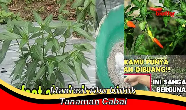 manfaat abu untuk tanaman cabai