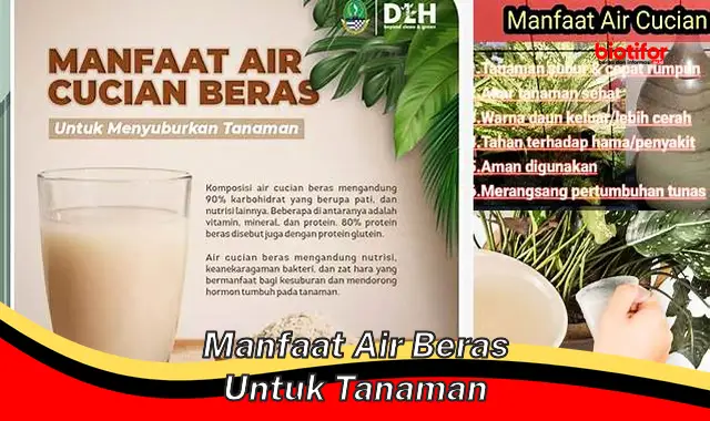 manfaat air beras untuk tanaman