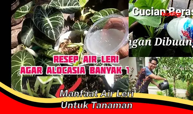 manfaat air leri untuk tanaman