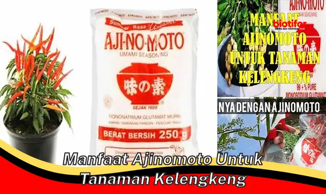 manfaat ajinomoto untuk tanaman kelengkeng