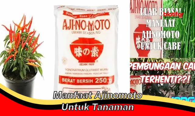 manfaat ajinomoto untuk tanaman