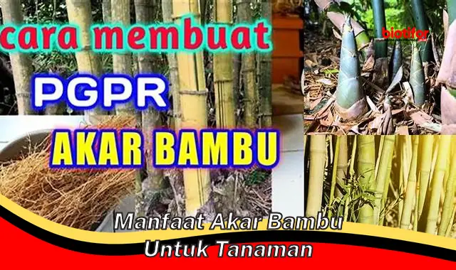 manfaat akar bambu untuk tanaman