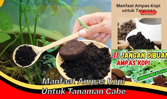 manfaat ampas kopi untuk tanaman cabe