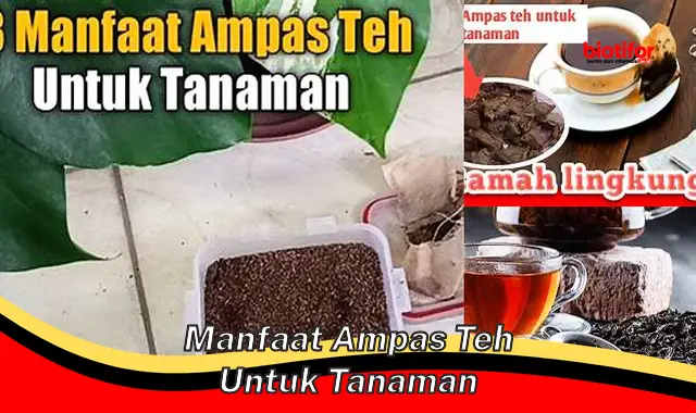 manfaat ampas teh untuk tanaman