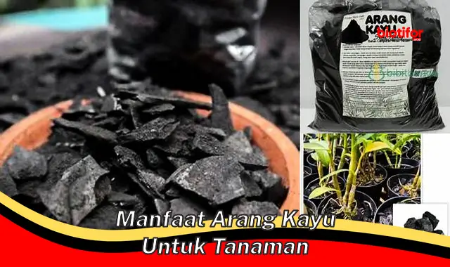 manfaat arang kayu untuk tanaman