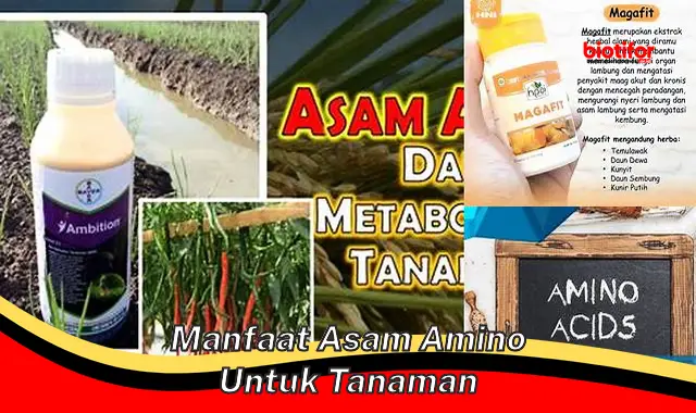 manfaat asam amino untuk tanaman