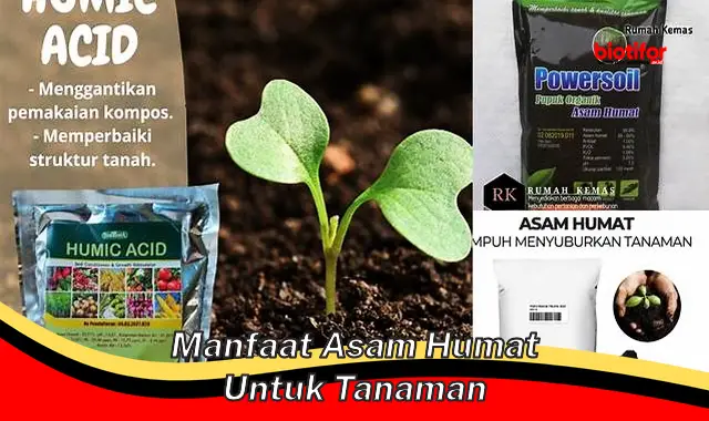 manfaat asam humat untuk tanaman