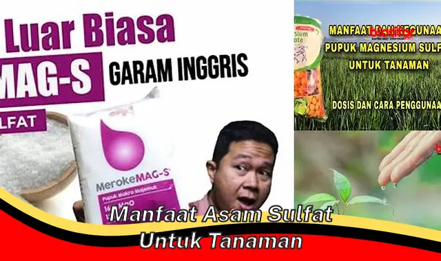 manfaat asam sulfat untuk tanaman