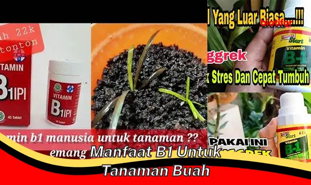 manfaat b1 untuk tanaman buah