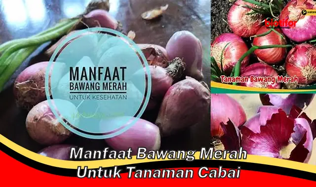 manfaat bawang merah untuk tanaman cabai