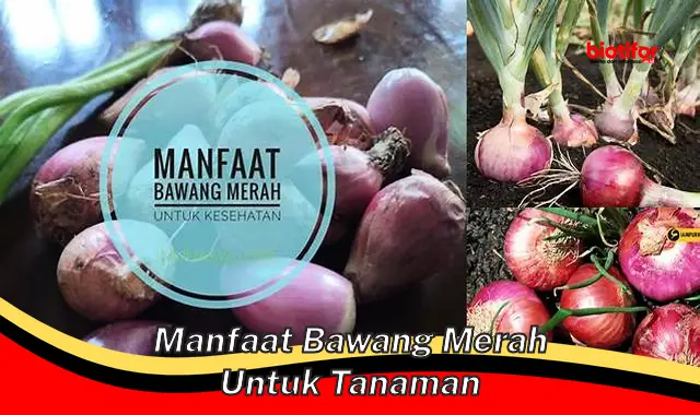 Temukan Manfaat Bawang Merah untuk Tanaman yang Belum Diketahui