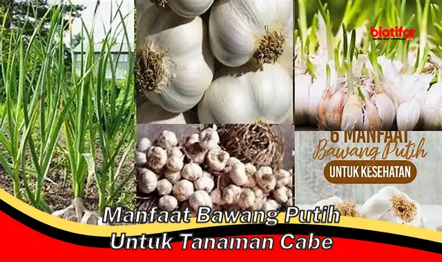 manfaat bawang putih untuk tanaman cabe