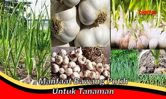 manfaat bawang putih untuk tanaman